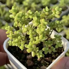 新入荷 ドロサンテマム 蜜橘 レア株 多肉植物 I苗 根付き 鉢5cm - メルカリ