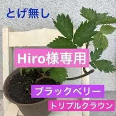 【メルカリ便発送】ブラックベリー苗⑧ トリプルクラウン　とげ無し　取り木苗