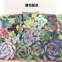 manashi様 リクエスト 2点 まとめ商品