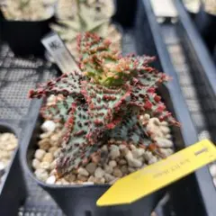 アロエ グロリアスドラゴン　親株 Yahoo!オークション - Aloe hybrid Glorious Dragon TCT アロエ