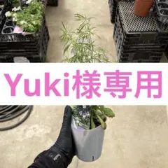 Yuki様専用