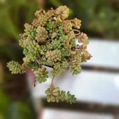 つぶつぶ屋 もりもり✡️小梅ちゃんの森✡️多肉 抜き苗 おつぶー 寄せ植え