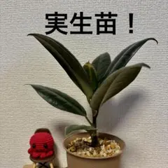 2025年最新】フィカスバーガンディの人気アイテム - メルカリ