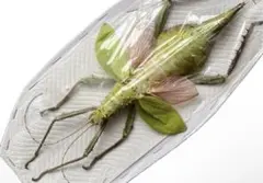 99mm】オオテングビワハゴロモ 外国産蝶標本 標本 蝶 蛾 ヤママユ