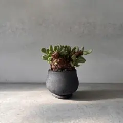 2026年最新】ピグマエア ベアルートの人気アイテム - メルカリ