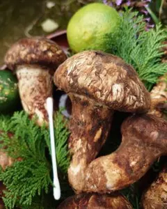 2025年最新】北海道 松茸の人気アイテム - メルカリ