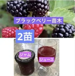 ブラックベリー苗　トゲなし　2苗　苗の撮影5/28