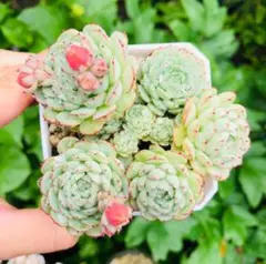 多肉植物 10苗セット カット苗 クラウゼン錦 花火 オクロ エケベリア韓