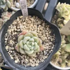 多肉植物 おひめ つぶつぶ屋 - メルカリ