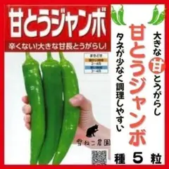 2月〜○甘とうジャンボ 辛くないとうがらし 種 4粒➕選べるオマケ付き 