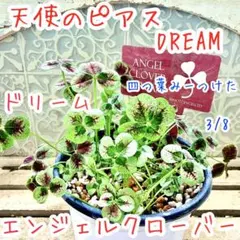 天使のピアス　DREAM　エンジェルクローバー　ドリーム　 寄植え　苗　株分 天使のピアス DREAM エンジェルクローバー ドリーム 寄植え 苗 株分