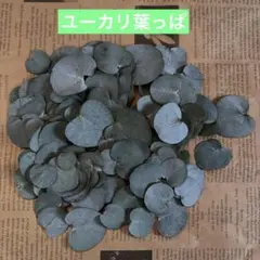 ユーカリ葉っぱ ドライフラワー 押し花 花材