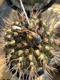 【SUMMERセール】ギムノカリキウム　武勲丸　バリスピナム　現地球カキコ　希少 ギムノカリキウム バリスピナム 武勲丸 実生 Gymnocalycium