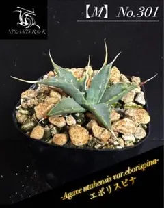 2025年最新】ユタエンシス エボリスピナの人気アイテム - メルカリ