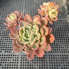 miwako様 リクエスト 4点　 まとめ商品