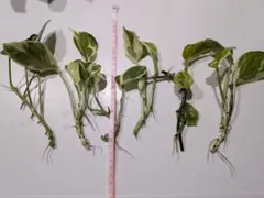 포토스 5병+보너스 1개 ☆ 월요일 배송 ☆