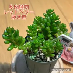 多肉植物【白花タイトゴメ】セダム ポットごと or 抜き苗 6㎝ポット