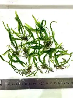 2026年最新】本ナロー ミクロソリウムの人気アイテム - メルカリ