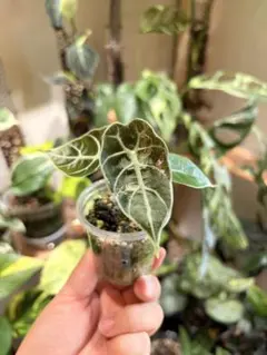 アロカシア マハラニアルボ 斑入り ピンクみあり 芋株 - メルカリ