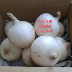 【北海道産】新鮮 白玉ねぎ　サラダ玉ねぎ　箱込み 15kg以上　8月5日まで 北海道産】新鮮 白玉ねぎ サラダ玉ねぎ 箱込み 7kg以上 8月5日まで
