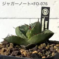 2026年最新】ジャガーノート チタノタの人気アイテム - メルカリ