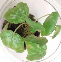 Begonia wyepingiana ベゴニア ウィエピンギアーナ 原種 - メルカリ