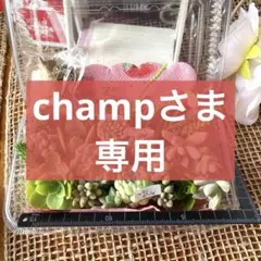 多肉植物のカット苗★韓国苗エケベリア入り　おまけで動物ミニチュア付き　寄せ植えにのサムネイル