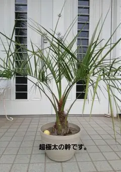 ココスヤシ 高さ鉢底から1m 4cm - メルカリ