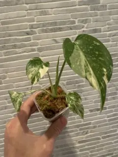 2026年最新】モンステラ レガシーの人気アイテム - メルカリ