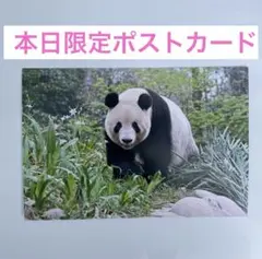 【本日限定デザイン】 シャンシャン　ポストカード　チャイナフェスティバル2026