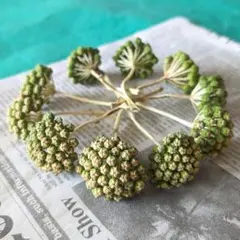 ヤツデの実 ドライフラワー No.236