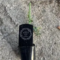 ミモザ　アカシア苗