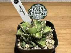 2025年最新】ネームドアガベの人気アイテム - メルカリ