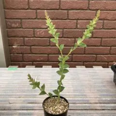 三角葉アカシア 苗