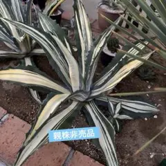 くれぼ様 リクエスト 2点 まとめ商品