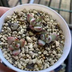 2025年最新】葉挿し抜き苗の人気アイテム - メルカリ