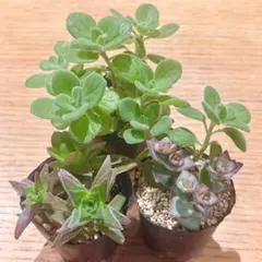 抜き苗　４種セット　多肉植物　メルカリ便　寄せ植え