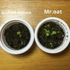 ビカクシダ スコフィールドタツタ ＆ Mr.oat 2種セット 胞子培養