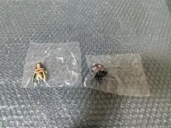 Item thumbnail for item c7ba5245-3732-4e77-97b7-2611ca419d78