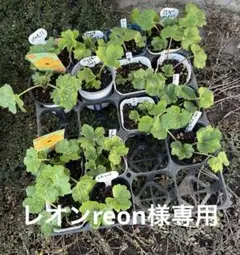 レオンreon様専用！ ラナンキュラスラックス、ランドセルシリーズ3個セット