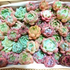n多肉植物エケベリア〈カット苗〉☆寄植えMIXサイズ色々☆