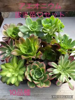 2026年最新】アエオニウム セットの人気アイテム - メルカリ