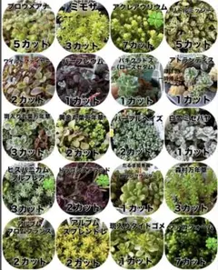 多肉植物　カット苗　バイキング　５種類　【オーダーページ】