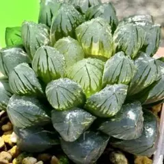 O*Z様 OMオブツーサ錦　親株　超美株　ハオルチア　観葉植物　オークション　5