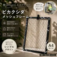 2026年最新】コウモリラン板付の人気アイテム - メルカリ