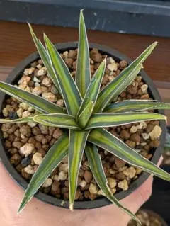 2026年最新】アガベ 笹の雪 黄中斑の人気アイテム - メルカリ