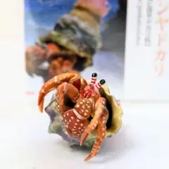 原色甲殻類エビ カニ図鑑I ソメンヤドカリ ユージン ガチャ フィギュア