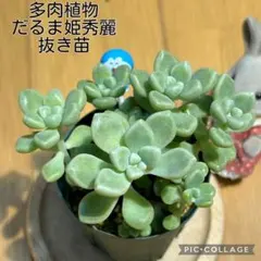 多肉植物　だるま姫秀麗　抜き苗　根付き　ドラえもんのサムネイル