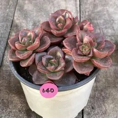 Miracle shell セール開催様 リクエスト 2点 まとめ商品