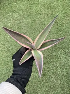 きせき様 リクエスト 2点 まとめ商品